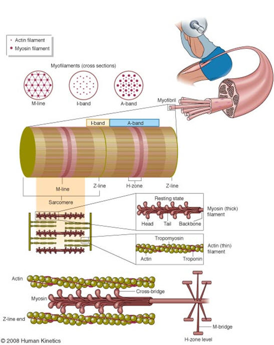 Myofibril Magnification