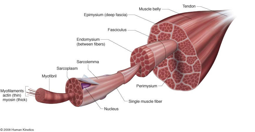 Muscle Magnification