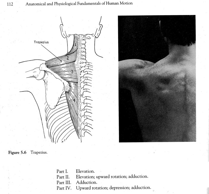 Trapezius - Luttgens & Hamilton (1997, 9th ed.). Kinesiology: Scientific Basis of Human Motion